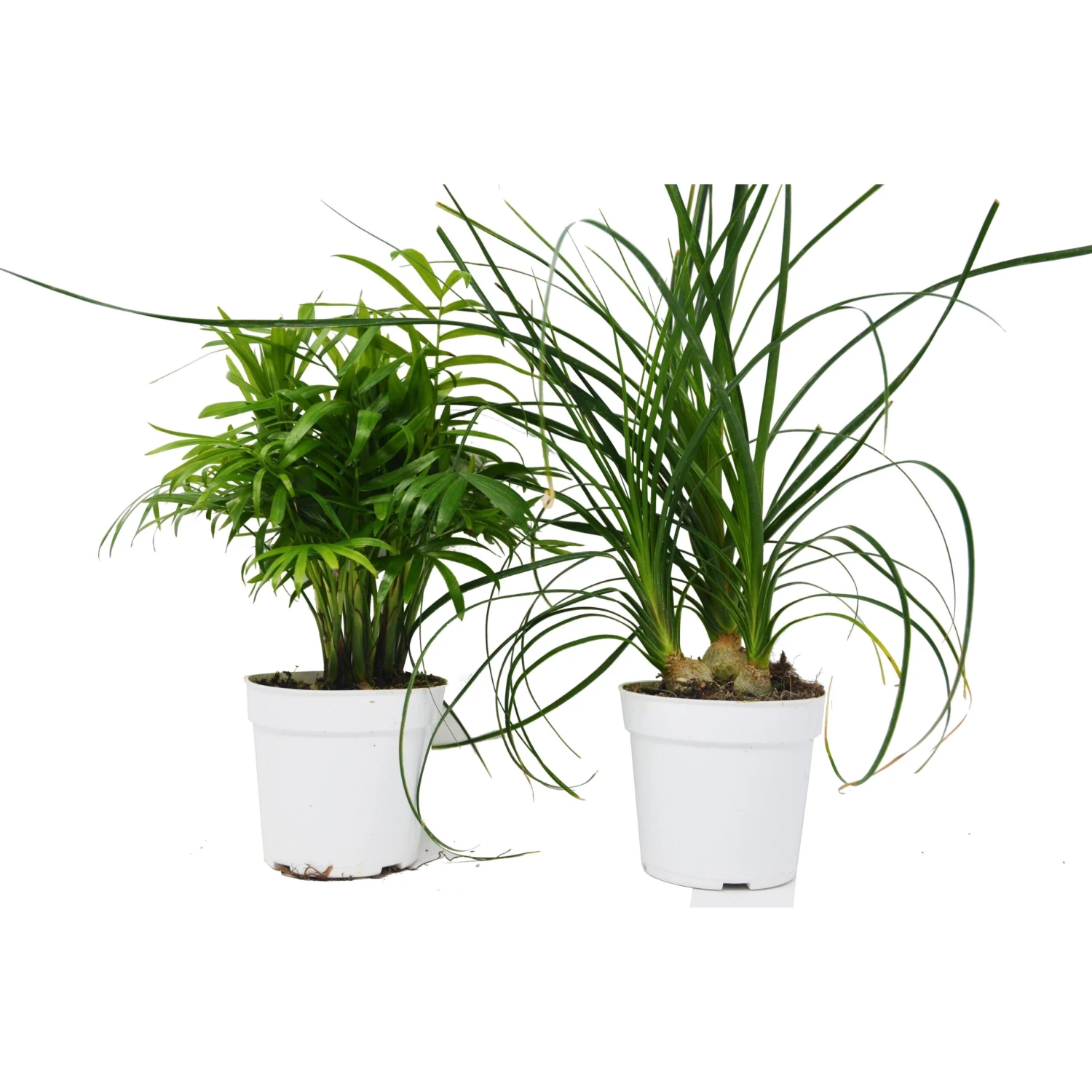 2 Palm Variety Pack / 4" Pots / Live Plant / House Plant - Image 2