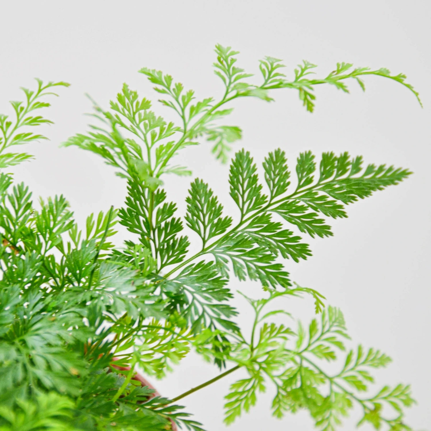 Rabbit's Foot Fern - Image 2