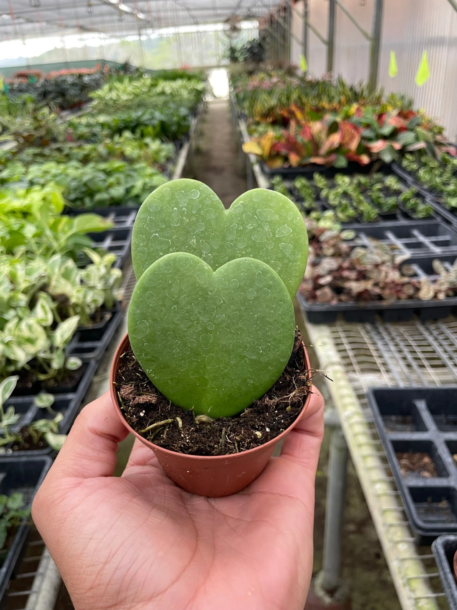 Hoya 'Sweetheart' - Image 8