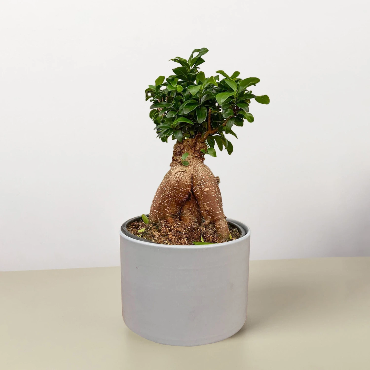 Ficus 'Ginseng' - Image 3