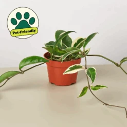 Hoya Carnosa 'Tricolor'