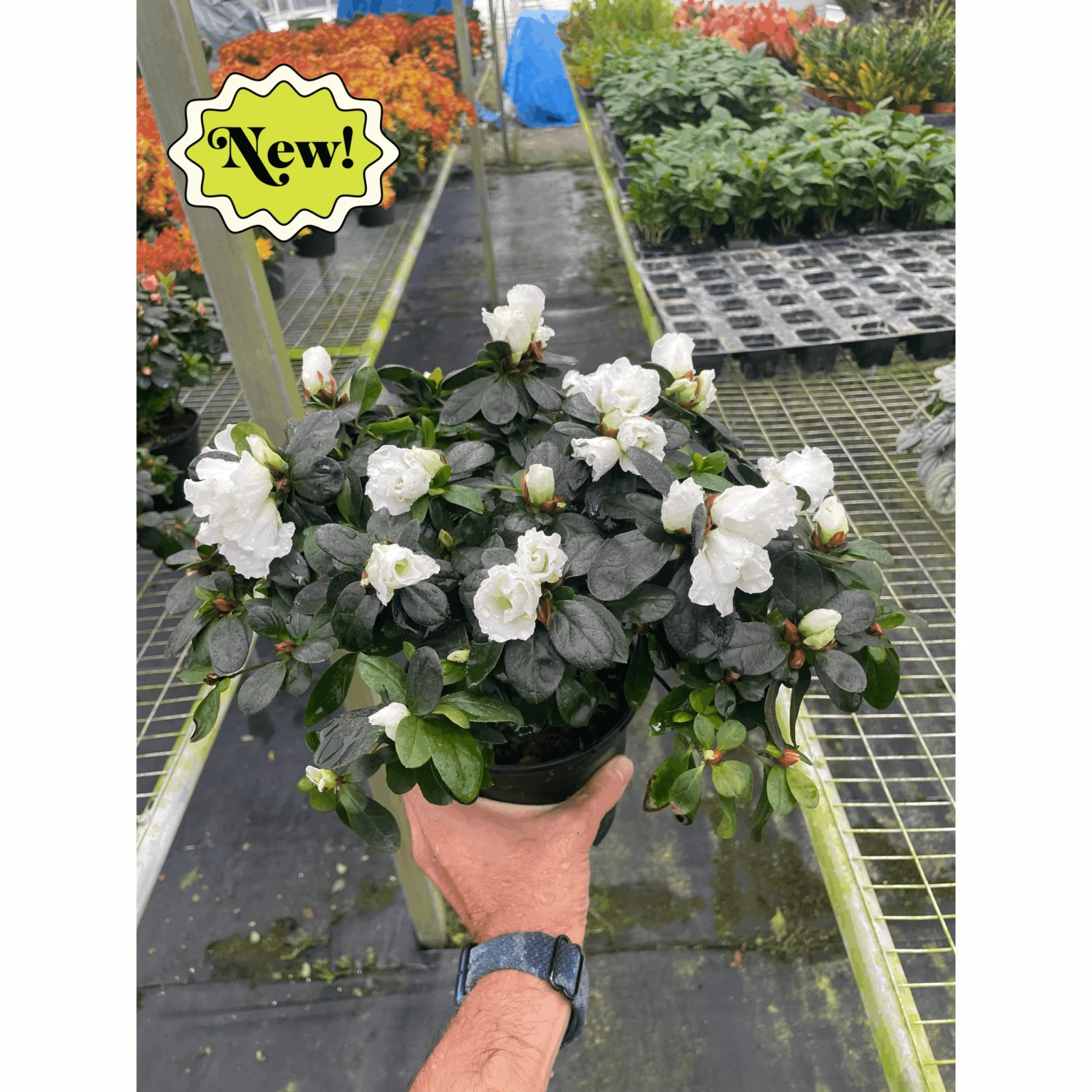 Azalea (Rhododendron) - Image 2