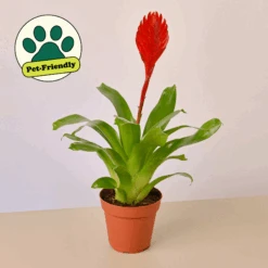 Bromeliad 'Christiane'