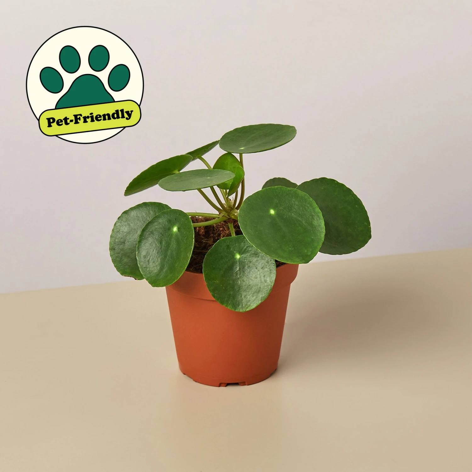 Plant Paradise Extra Large Bundle - Image 5