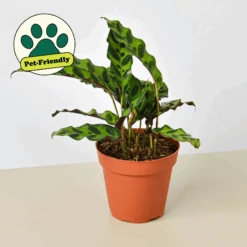 Calathea Lancifolia 'Rattlesnake'